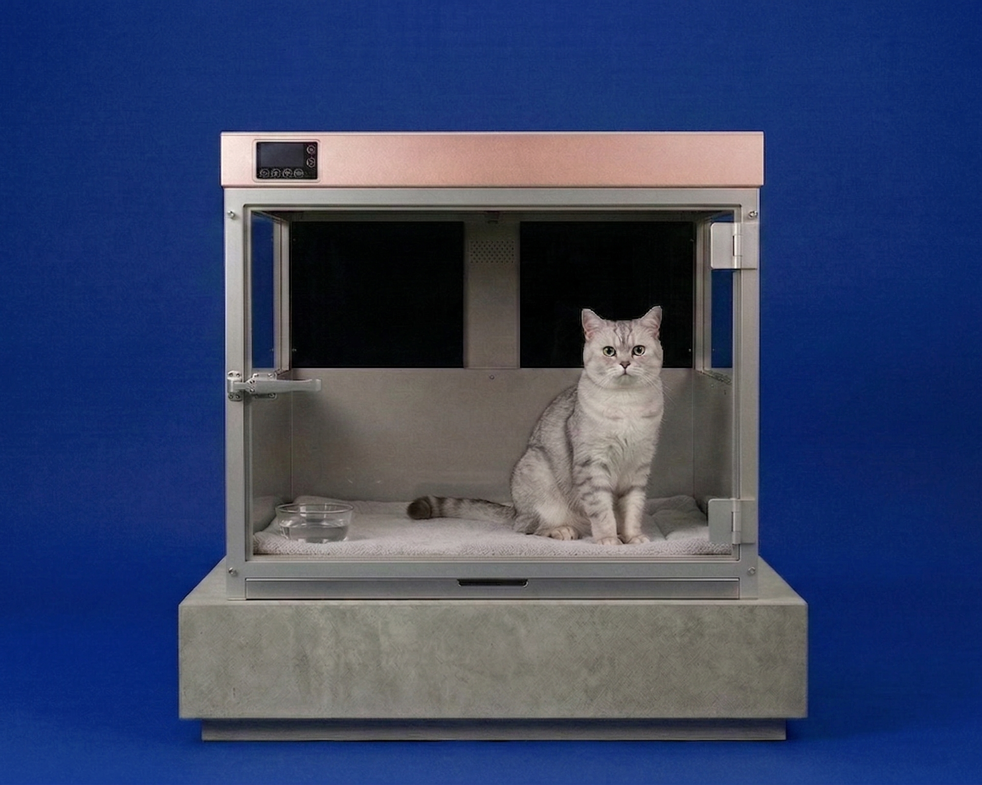 Cat inside inside Heal The Buddy with a blue background