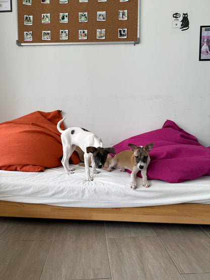 Shvanas Boarding (All Breeds and Sizes)