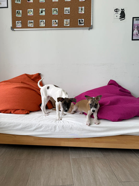 Shvanas Boarding (All Breeds and Sizes)