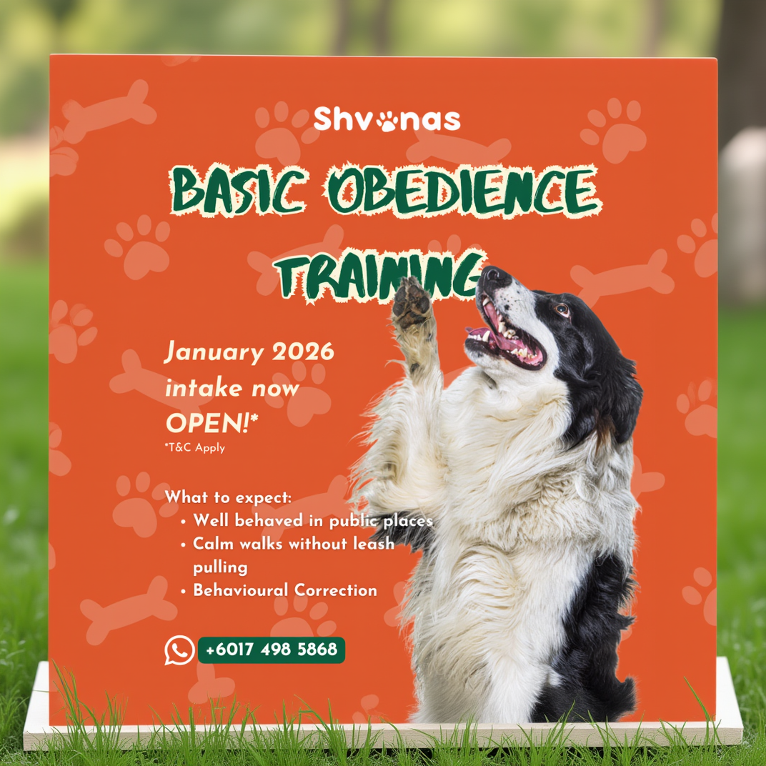 Advertisement for Shvanas Basic Obedience Training with a dog on an orange background
