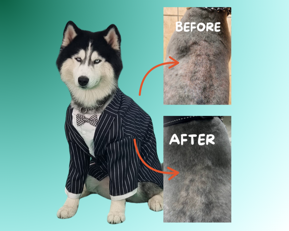 Husky in a suit