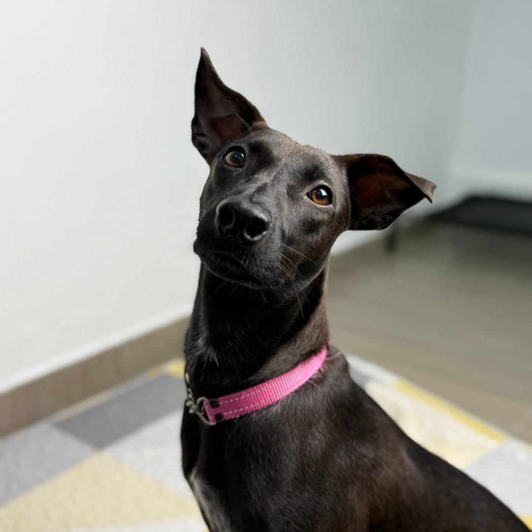 Load video: A story of a disabled puppy